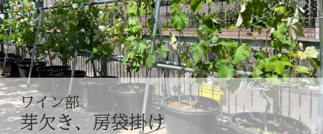 2024年 UFCワイン部 芽欠き、房袋掛け