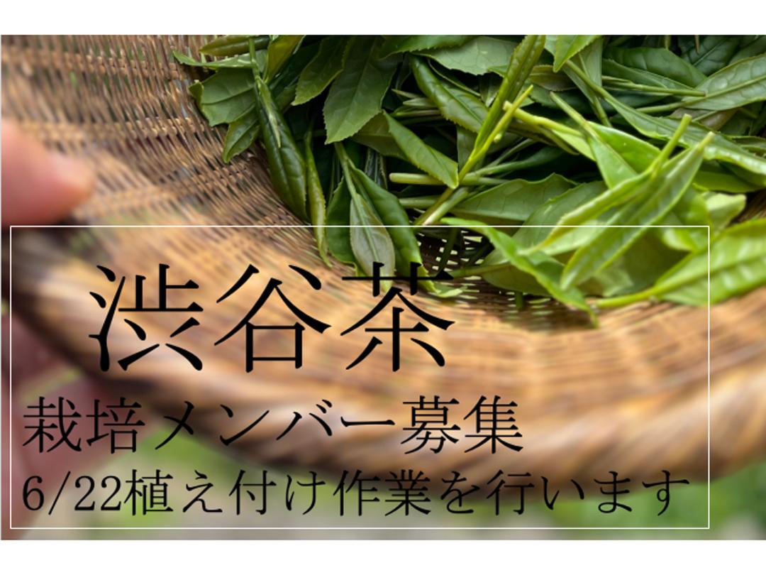 渋谷茶栽培メンバー募集！