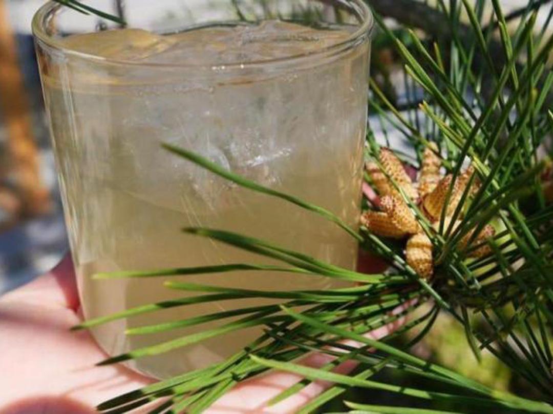 &quot;Everyone&#39;s Shibuya Medicinal Herb Research Institute&quot; vol.3 Let&#39;s wear pine needles, which have been highly valued as a longevity medicine since the Edo period!