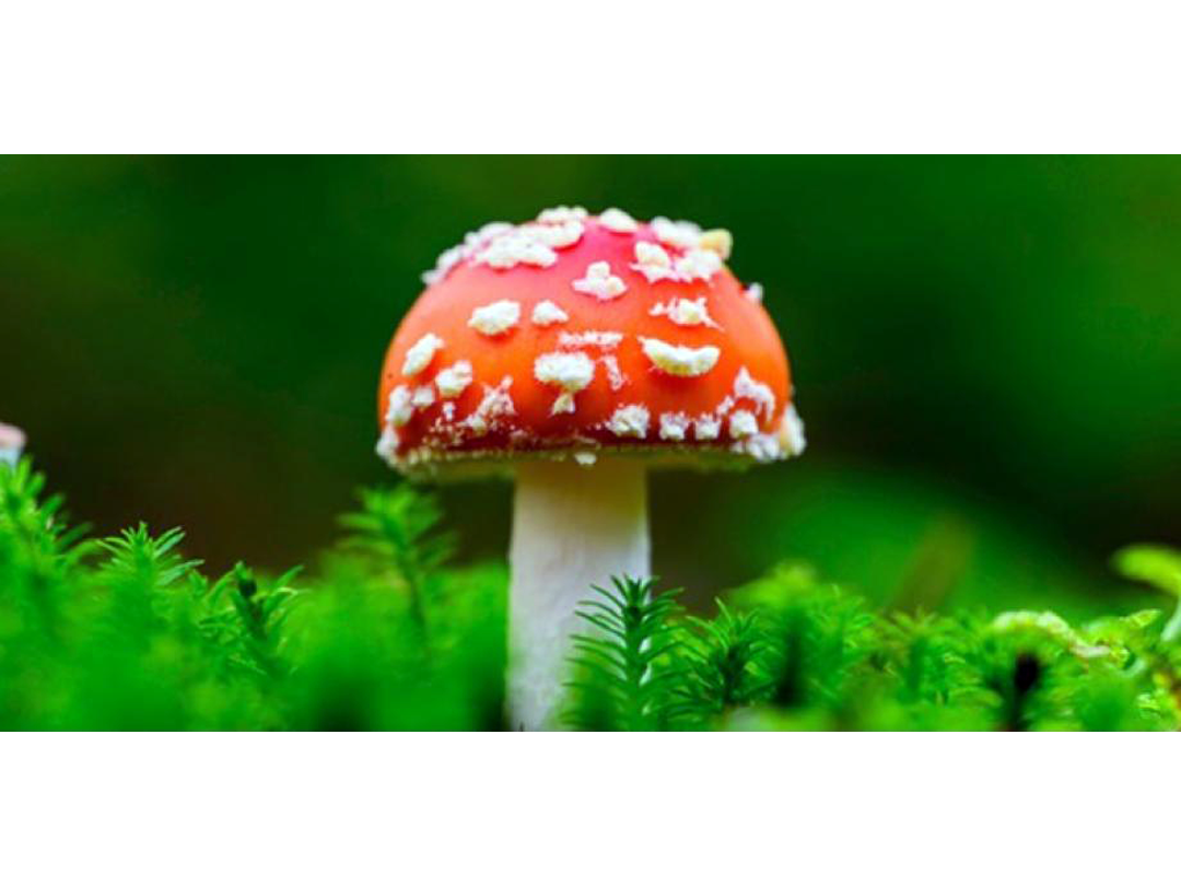 キノコナイトvol8