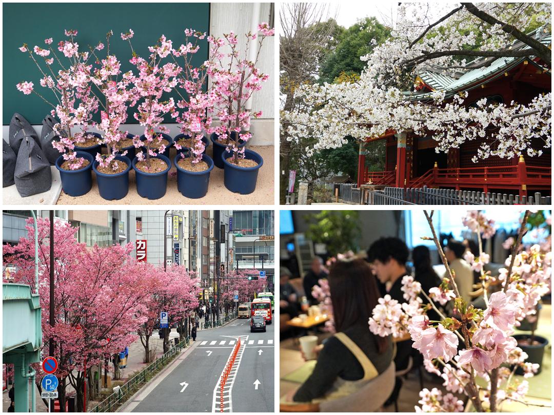 Cherry blossom viewing party held at SOIL; cherry trees grown using compost are in full bloom—Yokozakura and Konnozakura are also at their best in Shibuya 3-chome.